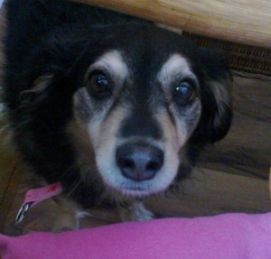 Der beste Hund der Welt