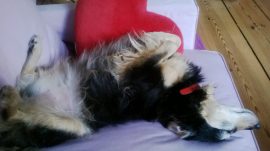 Einfach mal nichts tun, denkt sich Tapsy. Und das gilt manchmal auch für die Beziehung.